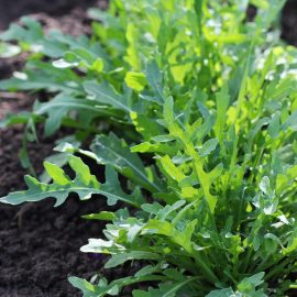 Arugula – Slow Bolt (XXXXXX Seeds)