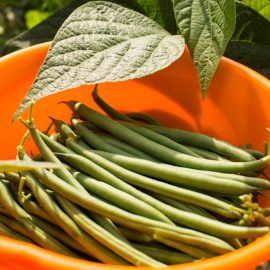 Bean Bush – Blue Lake Bush 274 (8-10 Seeds)