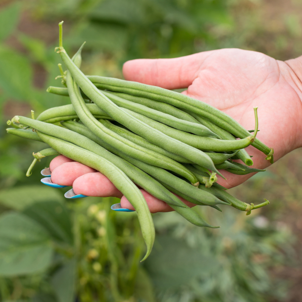 Bean Bush - Blue Lake Bush 274 (8-10 Seeds)