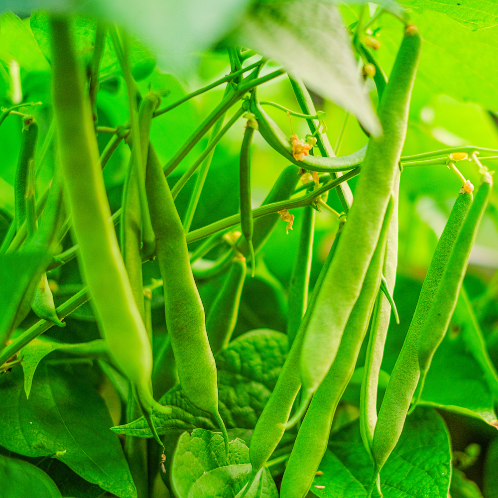 Bean Bush – Contender (8-10 Seeds)
