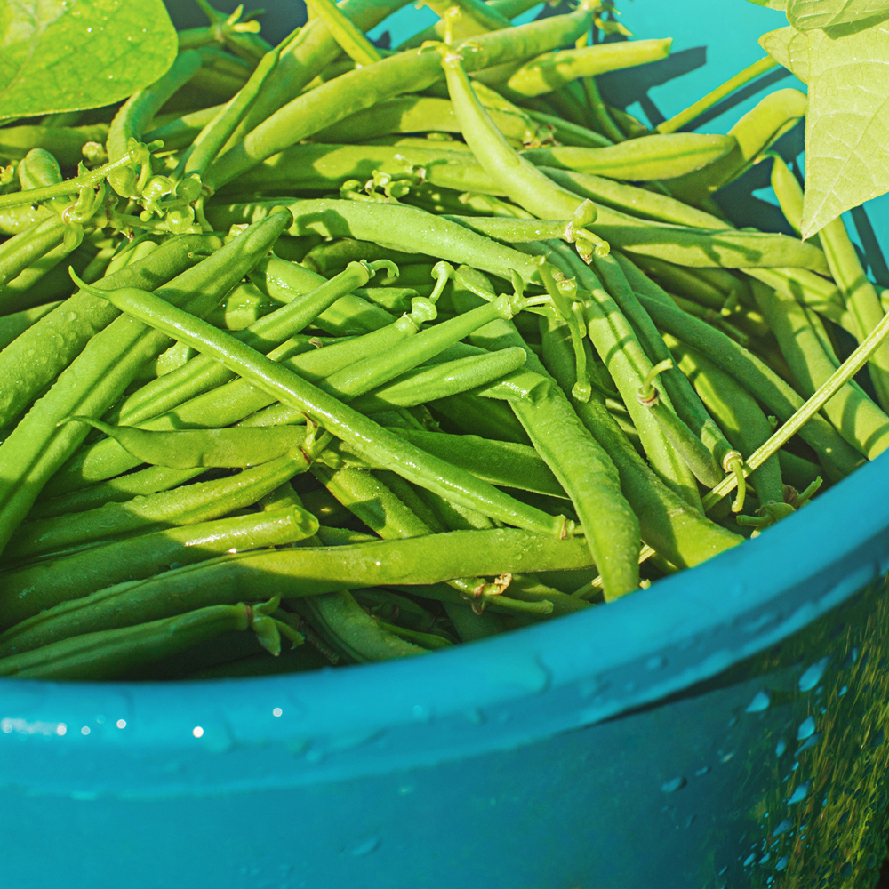 Bean Bush - Contender (8-10 Seeds)