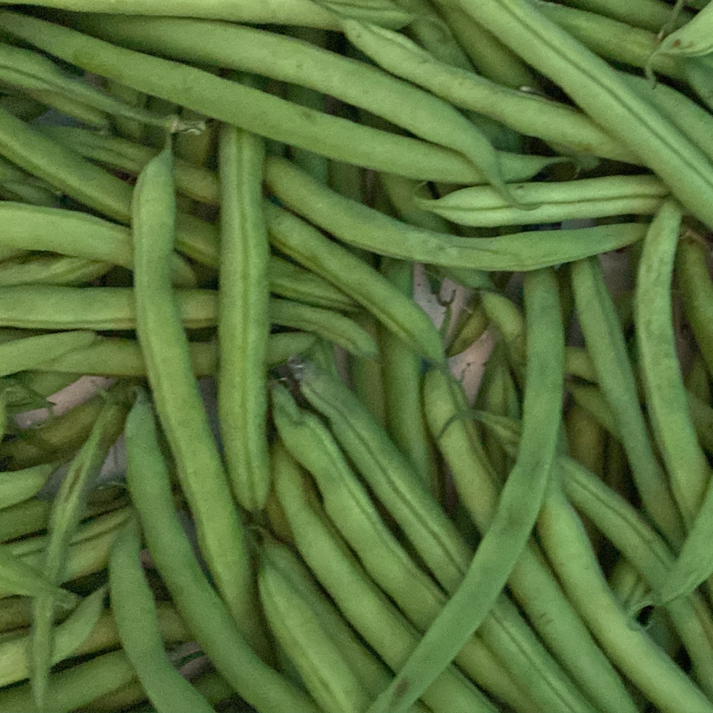 Bean Bush – Jade (8-10 Seeds)