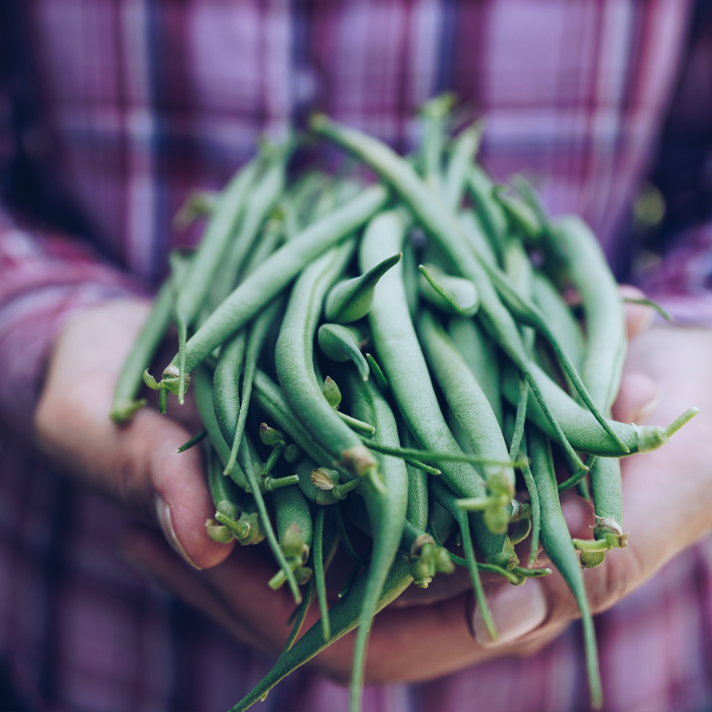 Bean Bush - Jade (8-10 Seeds)