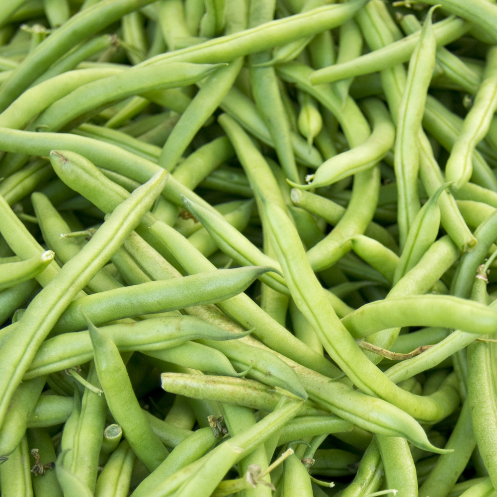 Bean Bush – Strike (8-10 Seeds)