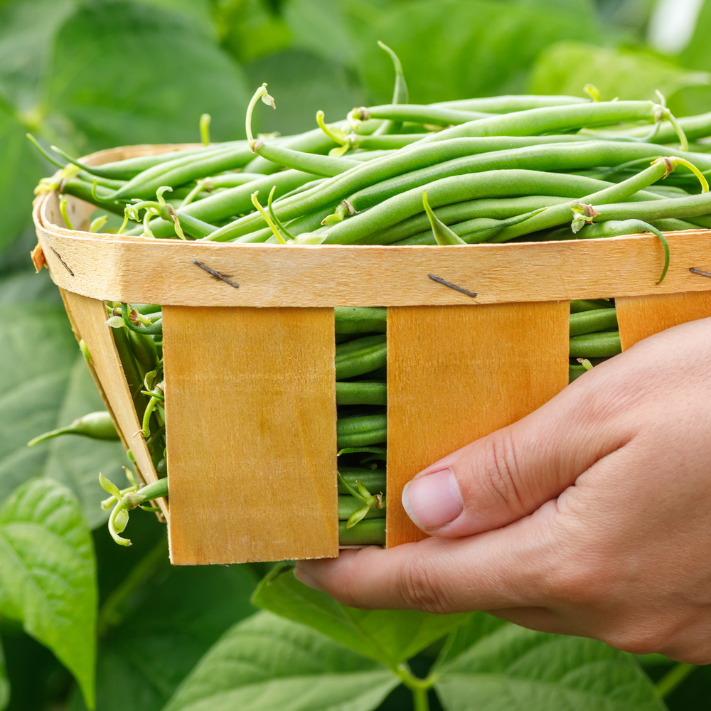 Bean Bush - Strike (8-10 Seeds)