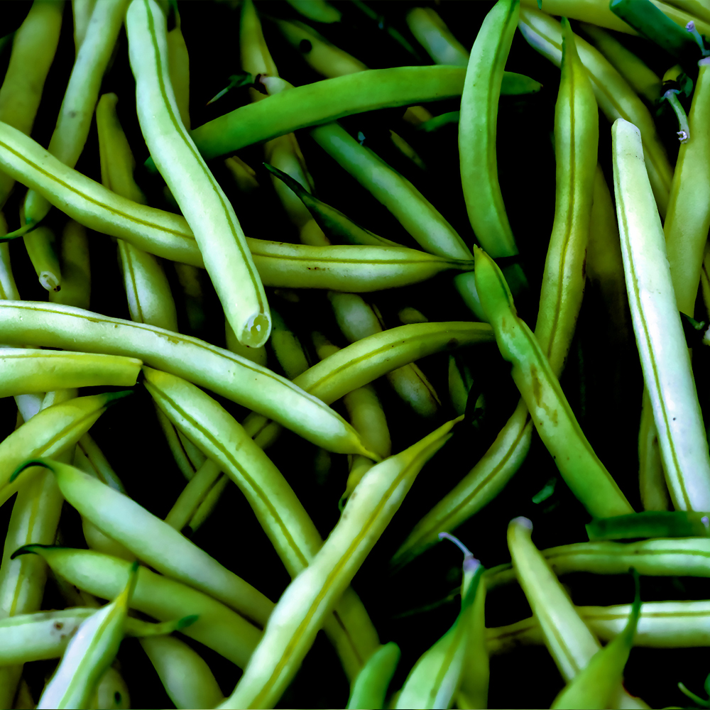 Bean Bush – Tendergreen (8-10 Seeds)