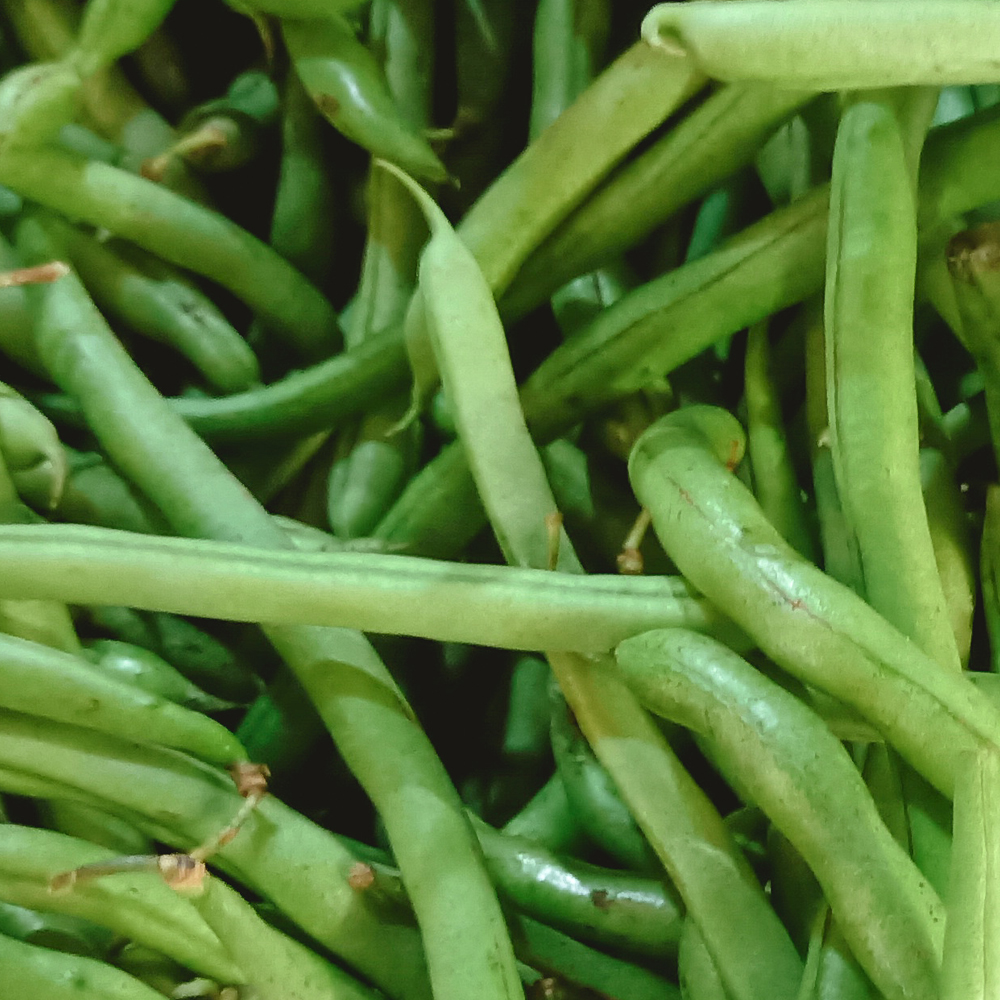 Bean Pole – Blue Lake Pole FM1K (8-10 Seeds)