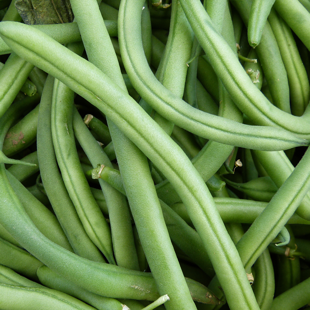 Bean Pole – Kentucky Blue (6-8 Seeds)