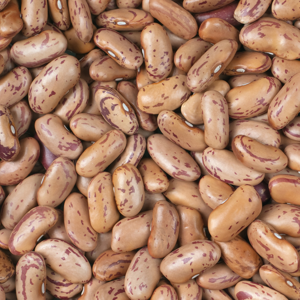 Bean Shell – Pinto (8-10 Seeds)