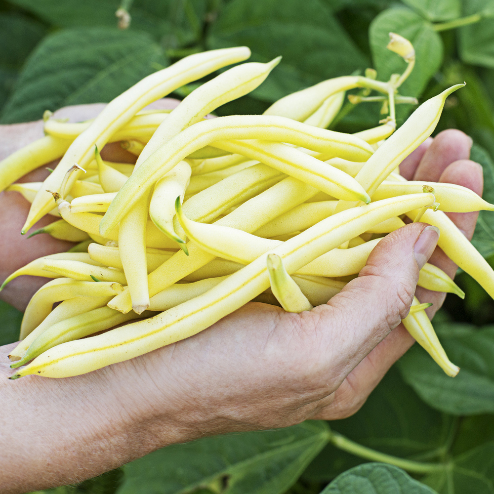 Bean Wax Bush – Top Notch Golden Wax (8-10 Seeds)