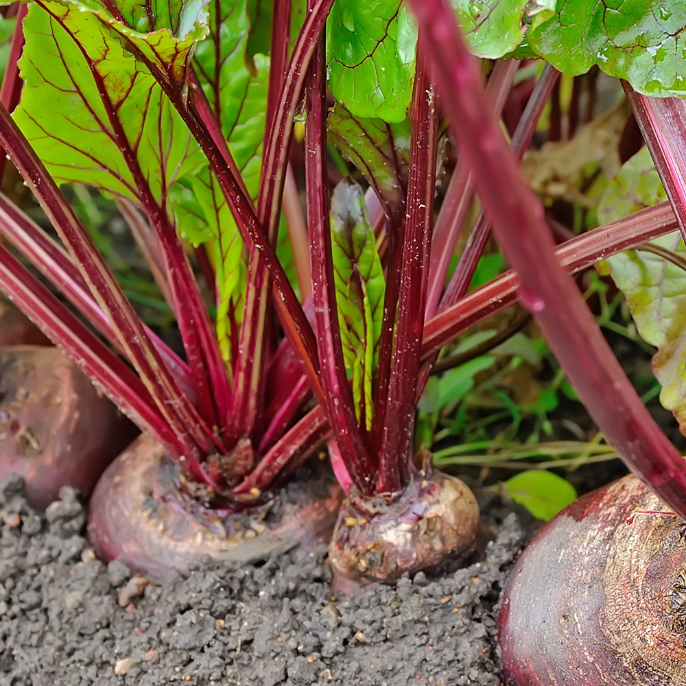 Beet – Early Wonder Tall Top (50-60 Seeds)
