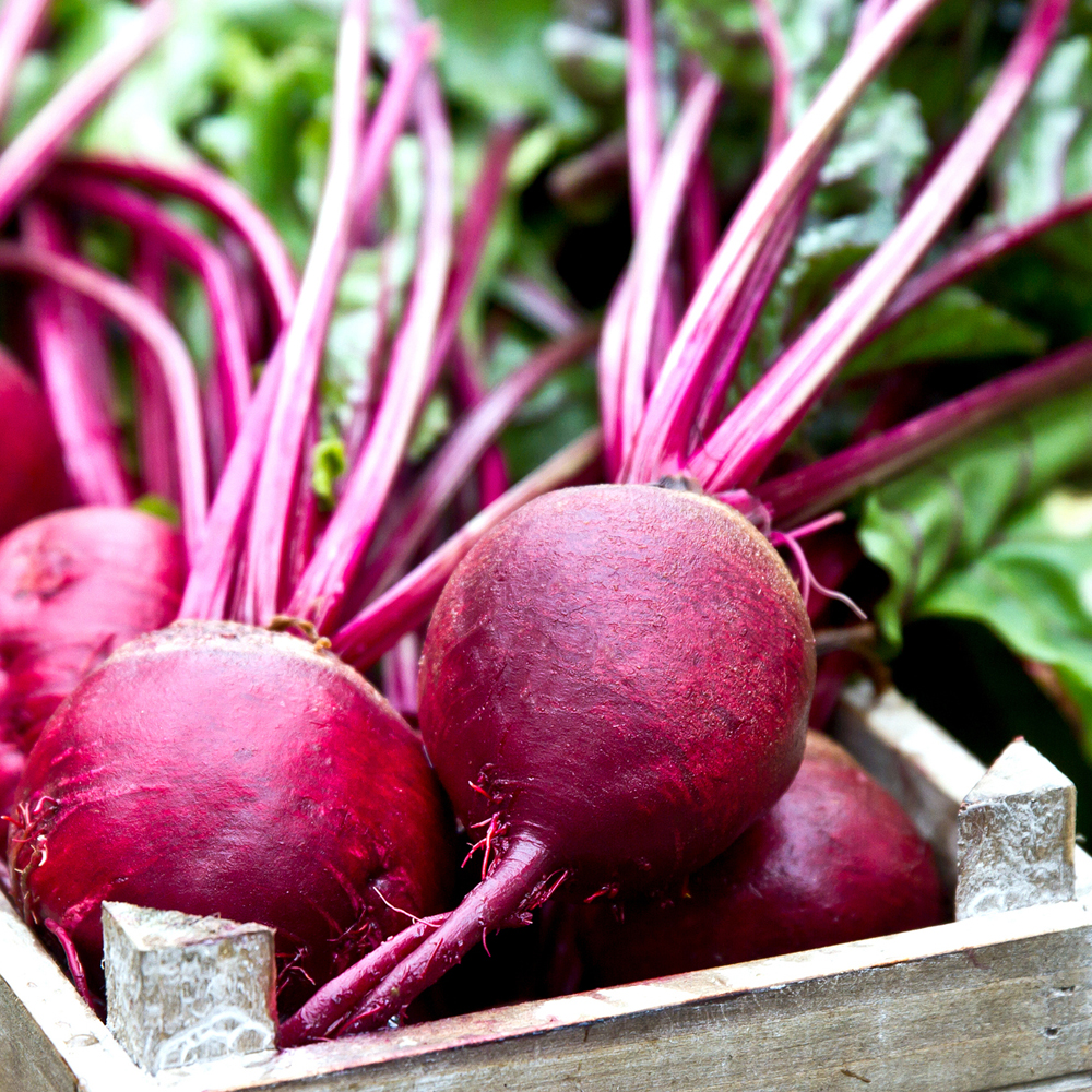 Beet – Ruby Queen (50-60 Seeds)