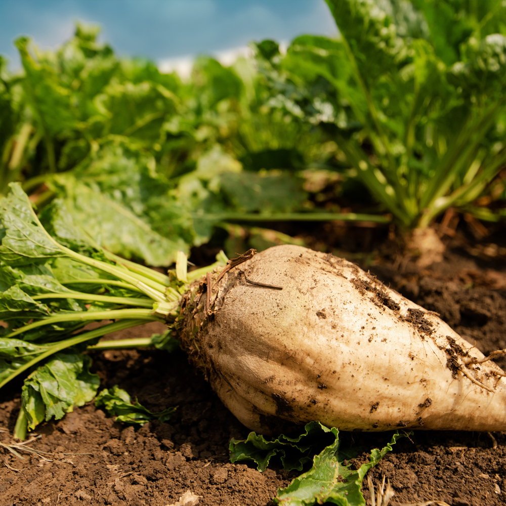 Beet - Sugar Beet