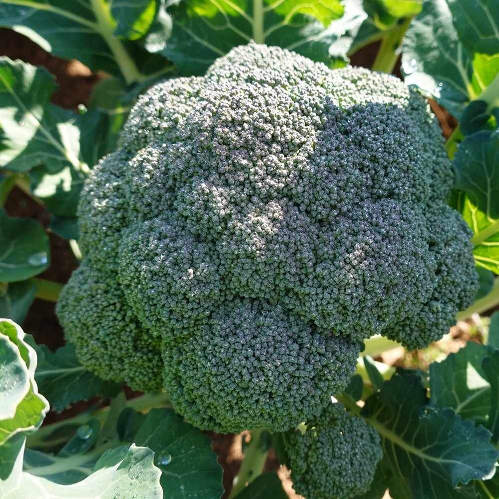 Broccoli - Di Cicco