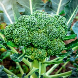 Broccoli – Green Sprouting Calabrese (40-50 Seeds)