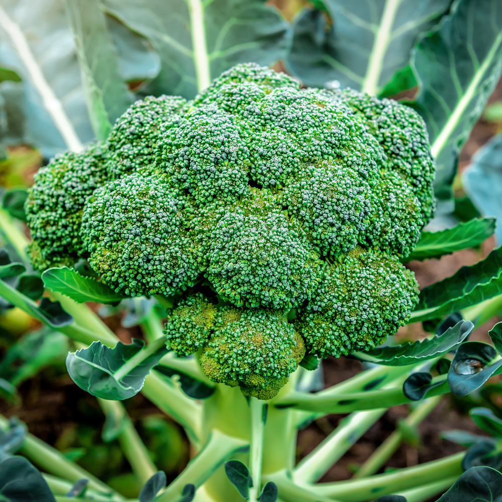 Broccoli - Green Sprouting Calabrese (40-50 Seeds)