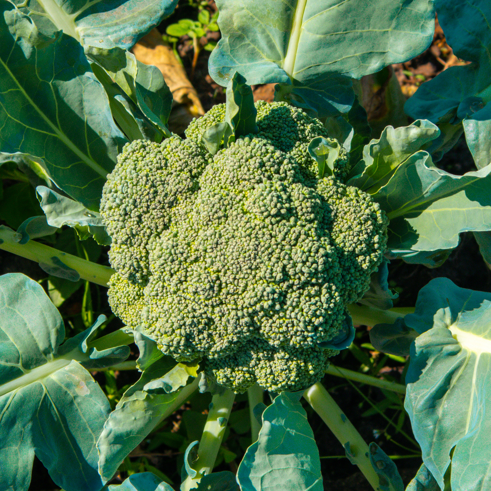 Broccoli – Waltham 29 (40-50 Seeds)