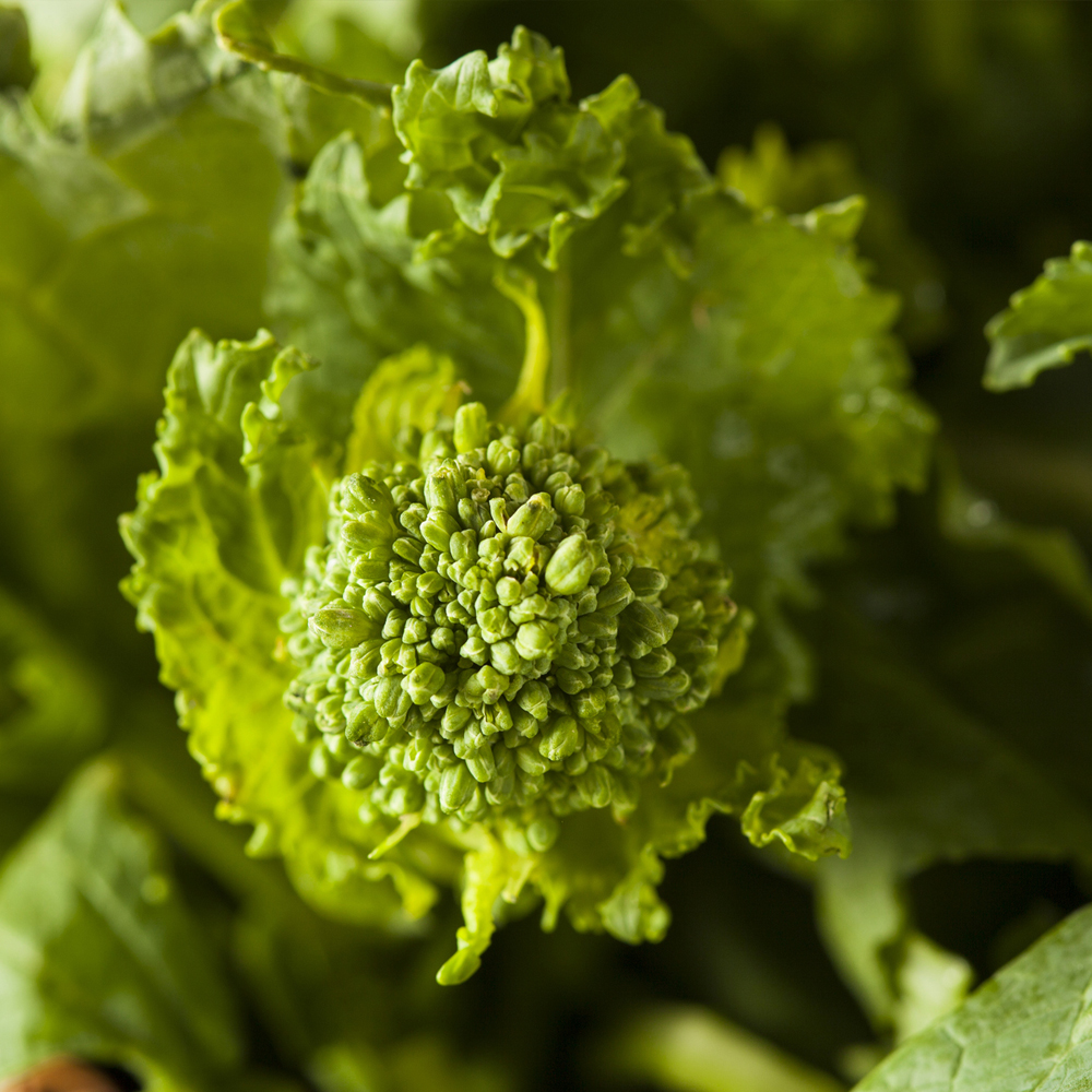 Broccoli Raab – Spring Rapini (40-50 Seeds)