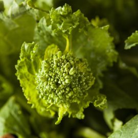 Broccoli Raab – Spring Rapini (40-50 Seeds)