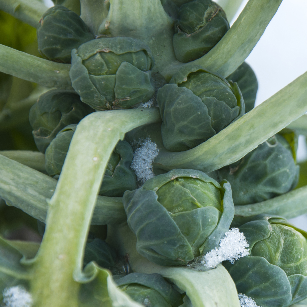Brussels Sprouts – Long Island Improved (40-50 Seeds)