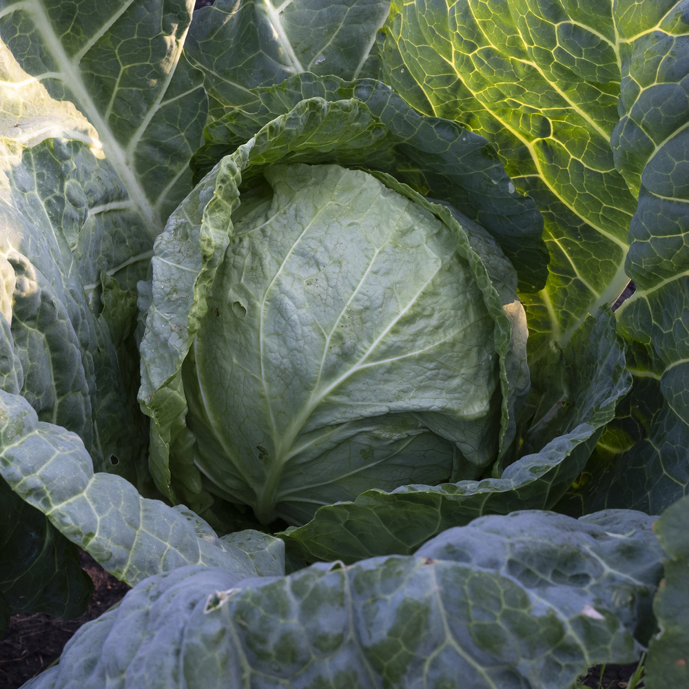 Cabbage – Golden Acre (30-40 Seeds)