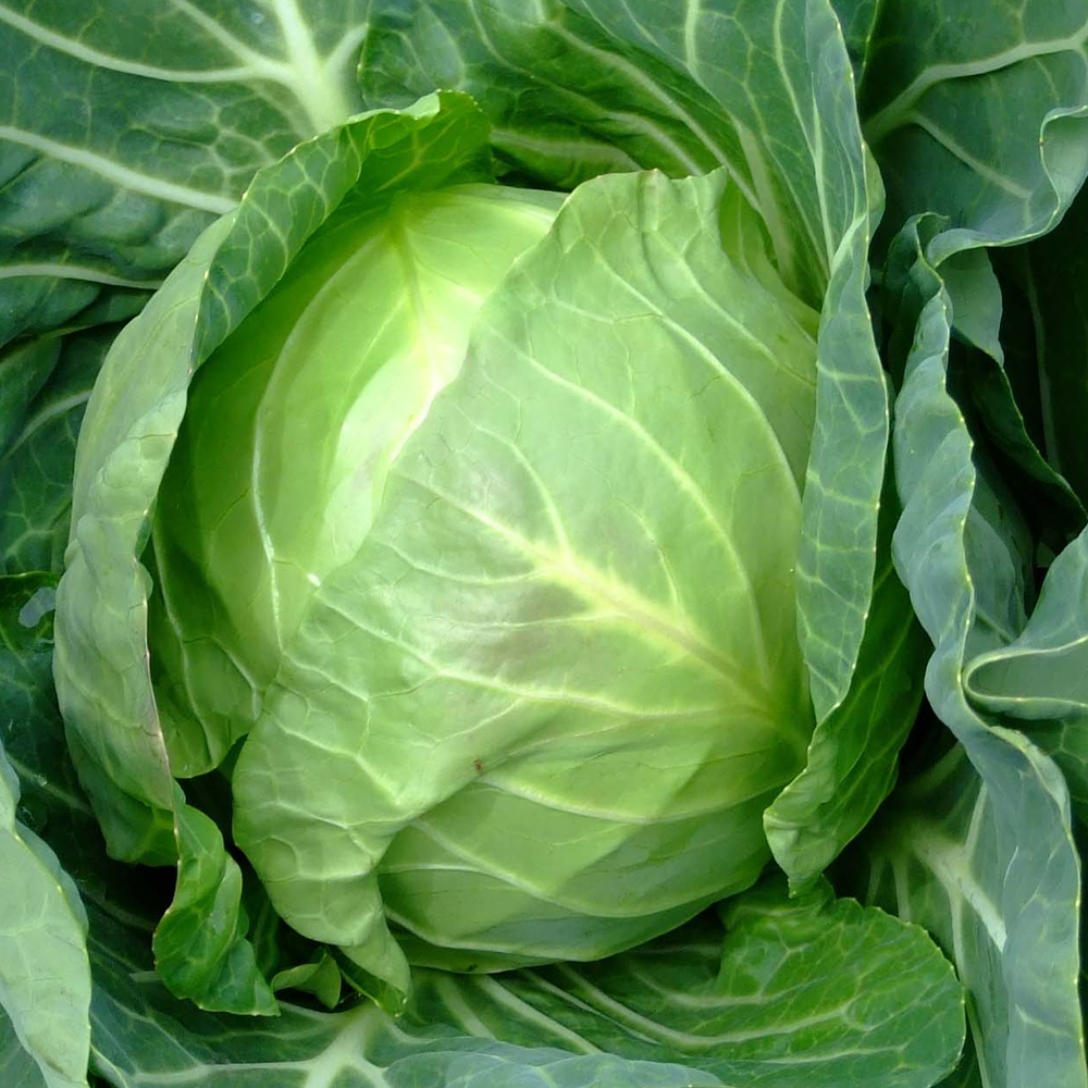Cabbage – Late Flat Dutch (30-40 Seeds)