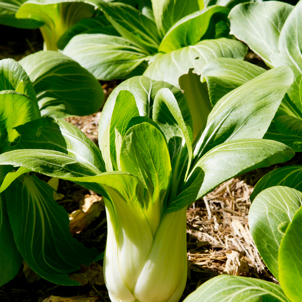 Cabbage – Pak Choi White Stem (30-40 Seeds)