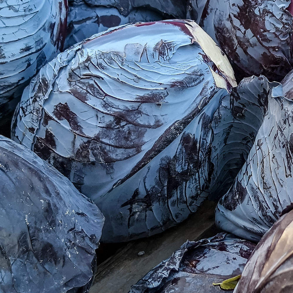 Cabbage – Red Acre (30-40 Seeds)