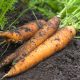 Carrot - Danvers 126 (150-200 Seeds)