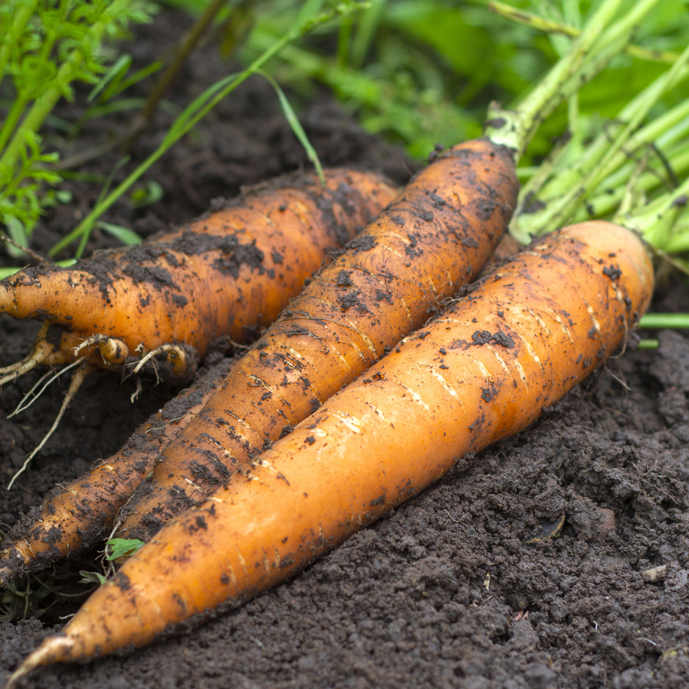 Carrot – Danvers 126 (150-200 Seeds)