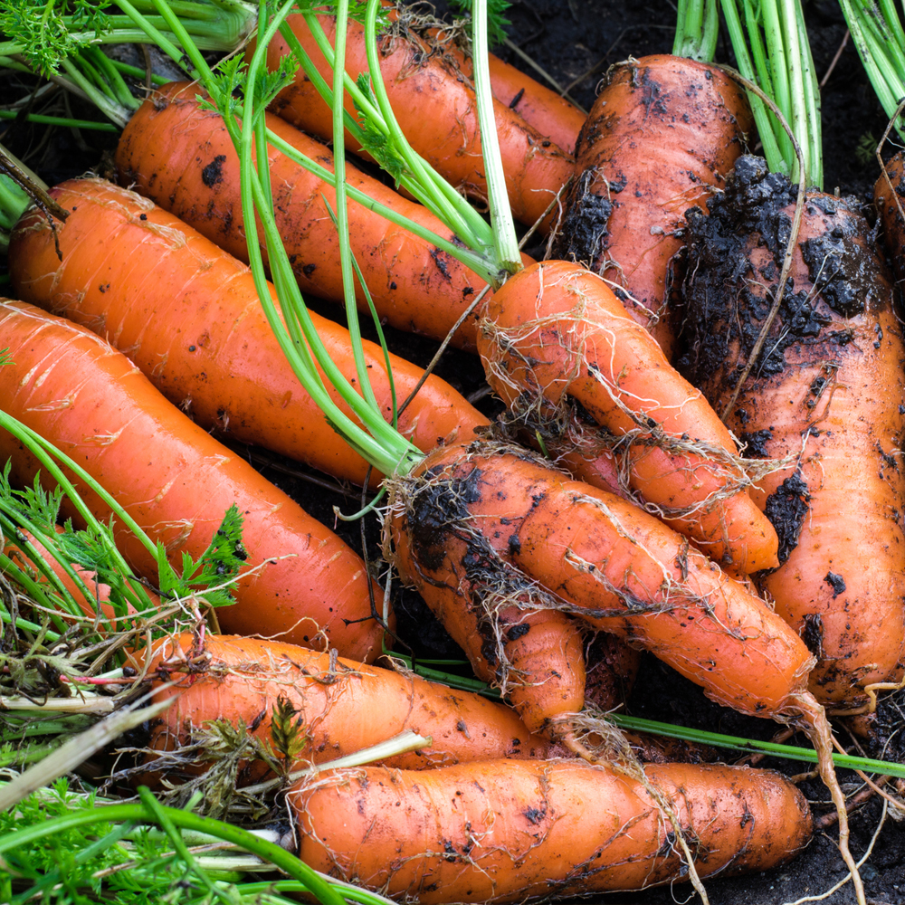 Carrot – Little Fingers (150-200 Seeds)