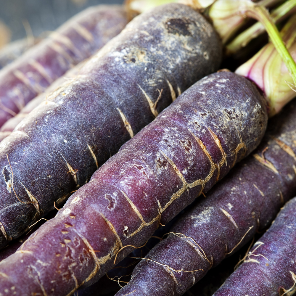 Carrot – Purple (150-200 Seeds)