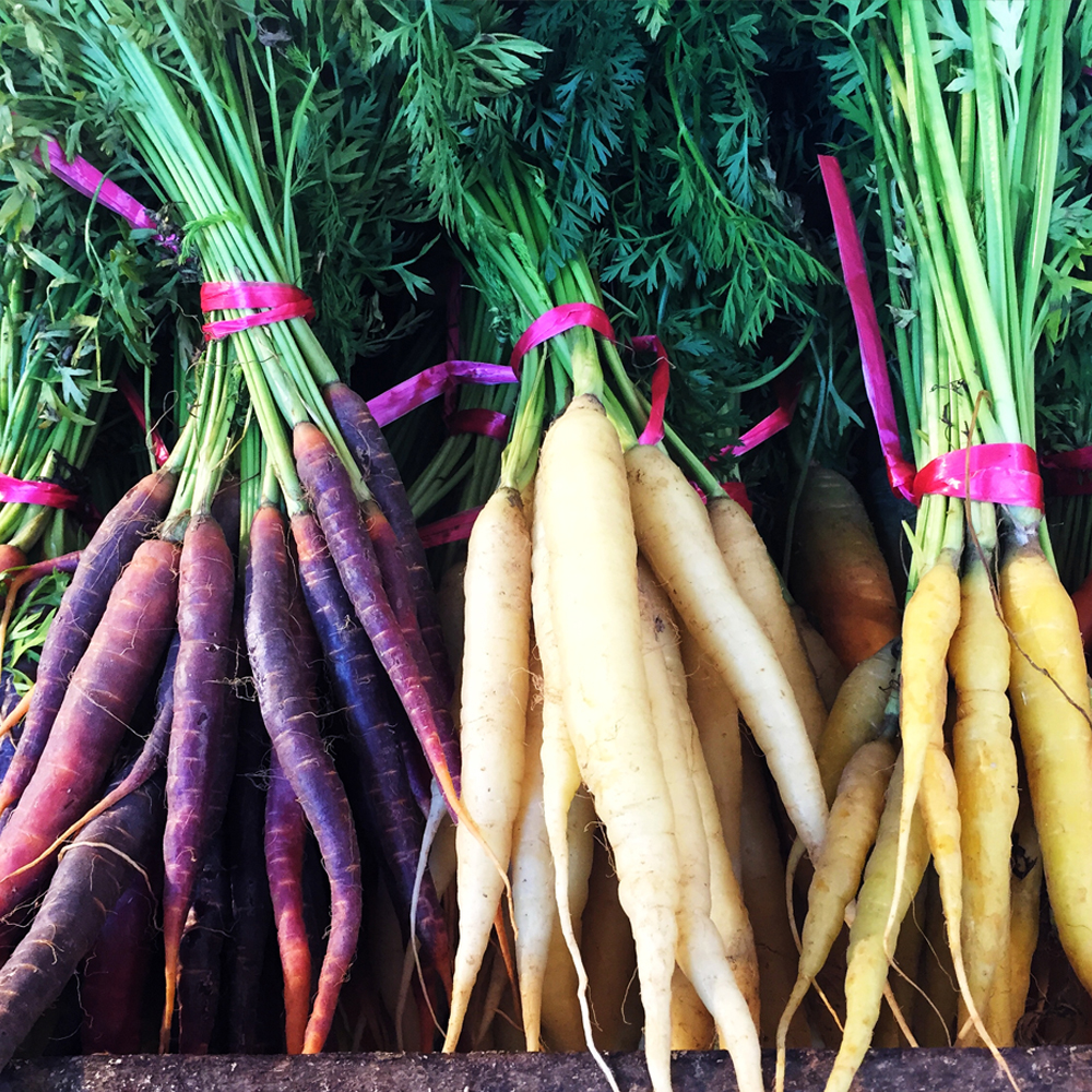 Carrot – Rainbow Blend (150-200 Seeds)