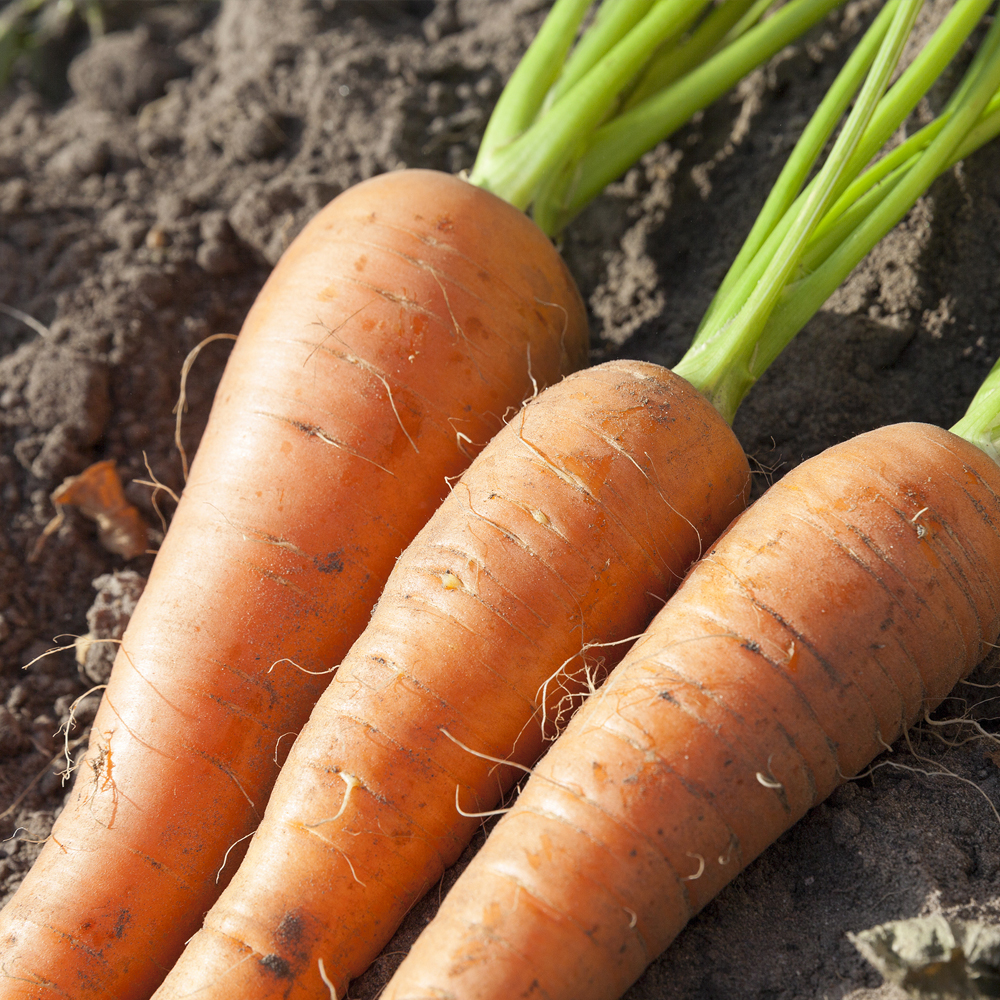 Carrot – Scarlet Nantes (150-200 Seeds)
