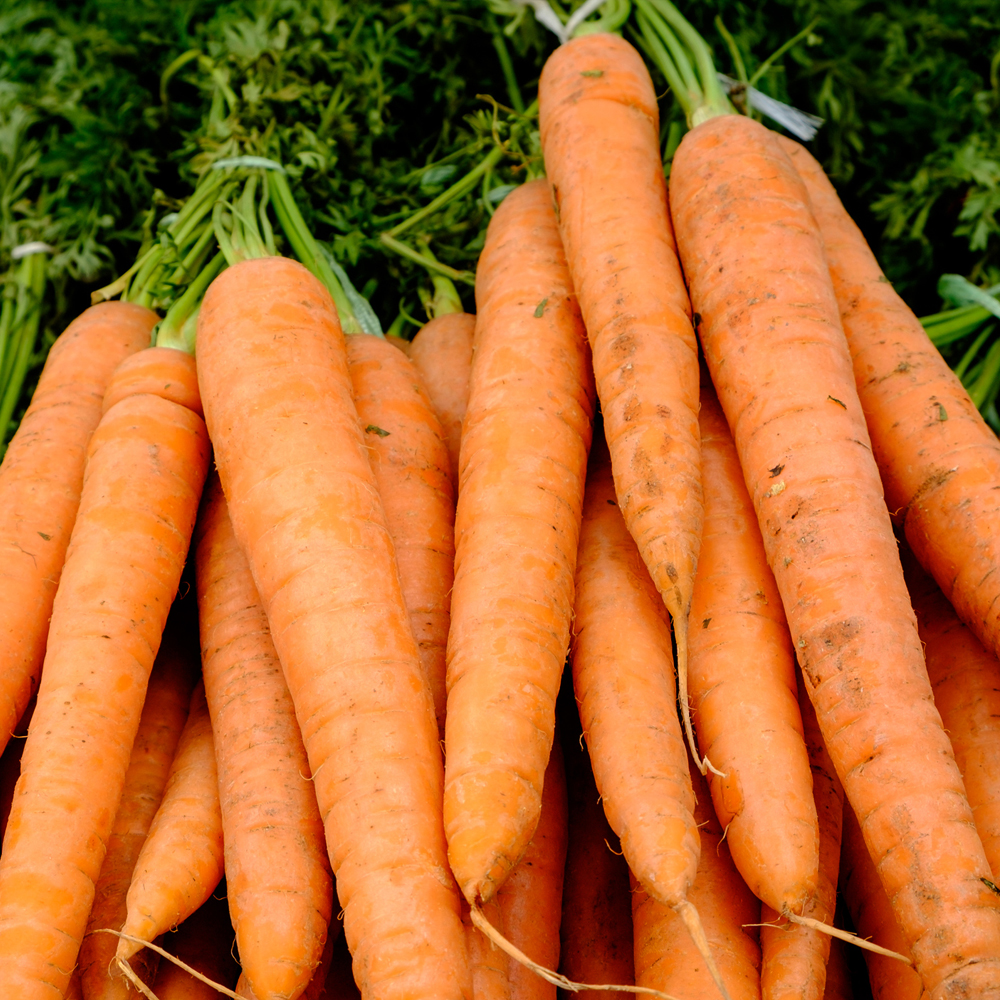 Carrot – Tendersweet (150-200 Seeds)