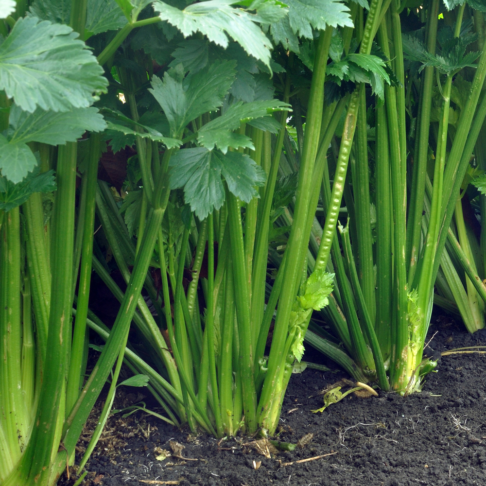 Celery – Utah 52-70 (300-400 Seeds)