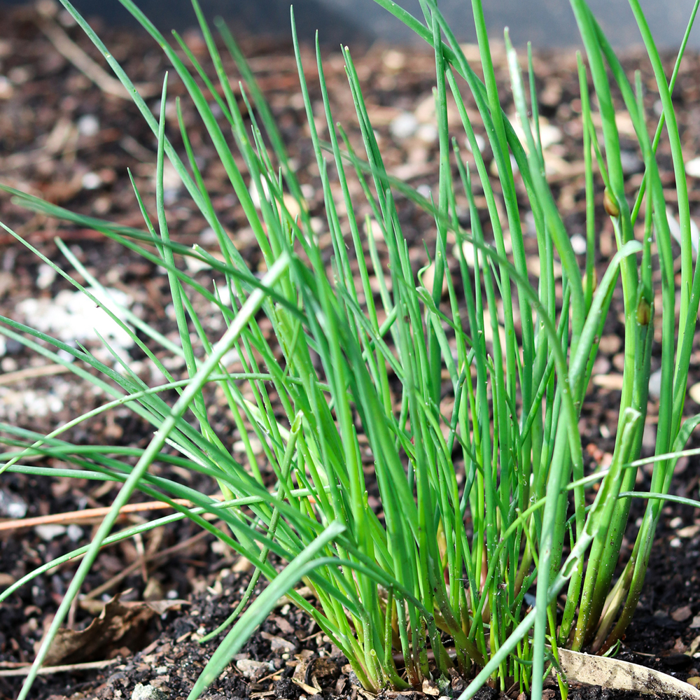 Chives – Garlic (30-40 Seeds)