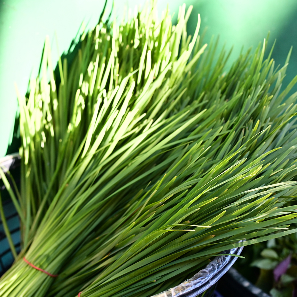Chives - Garlic (30-40 Seeds)