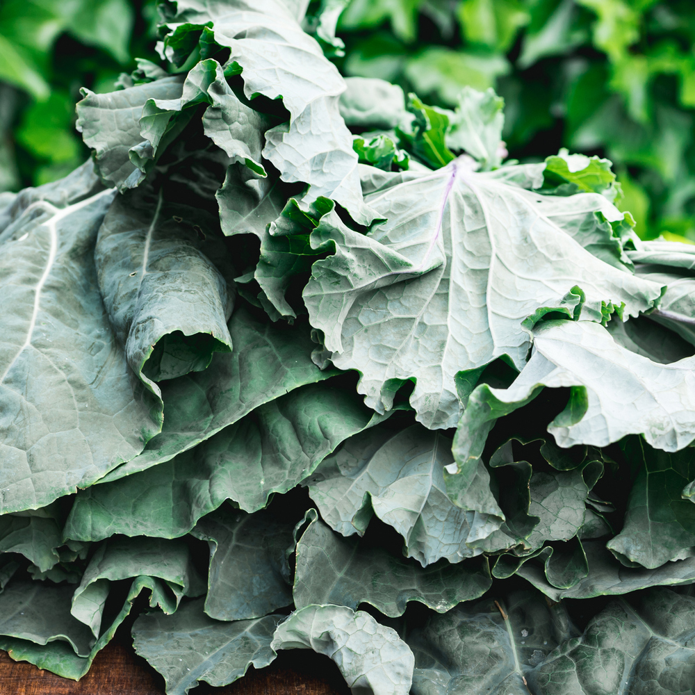 Collards – Georgia Southern (30-40 Seeds)