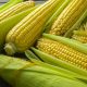 Corn Sweet - Golden Bantam 12 (8-10 Seeds)