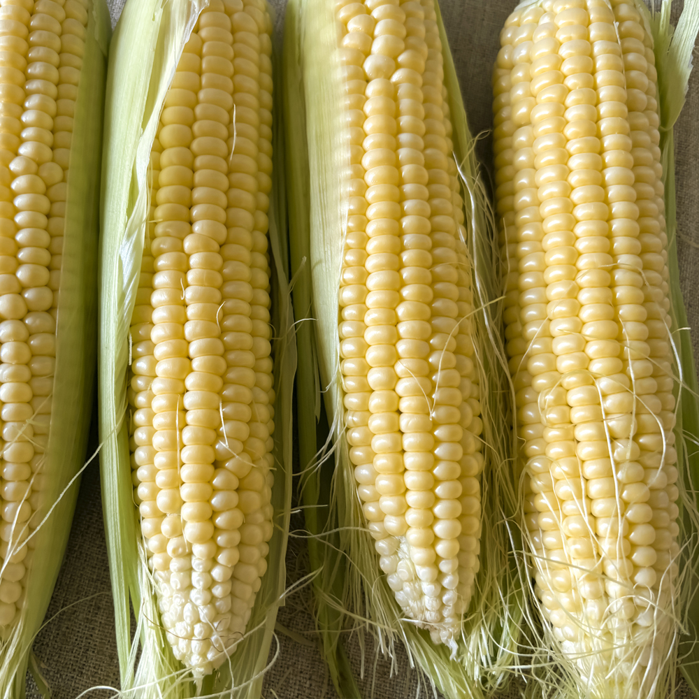 Corn Sweet – Stowells Evergreen (8-10 Seeds)