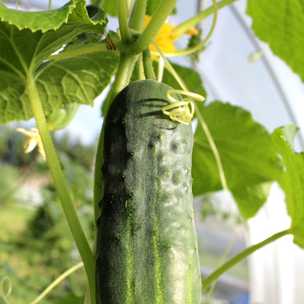 Cucumber – Ashley (8-10 Seeds)