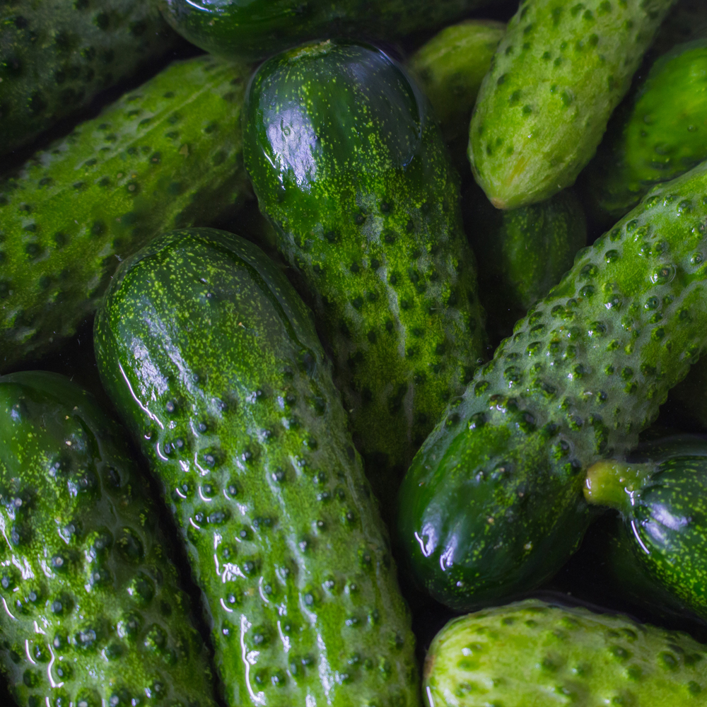 Cucumber – Homemade Pickles (8-10 Seeds)