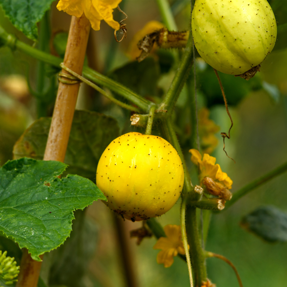 Cucumber – Lemon (8-10 Seeds)