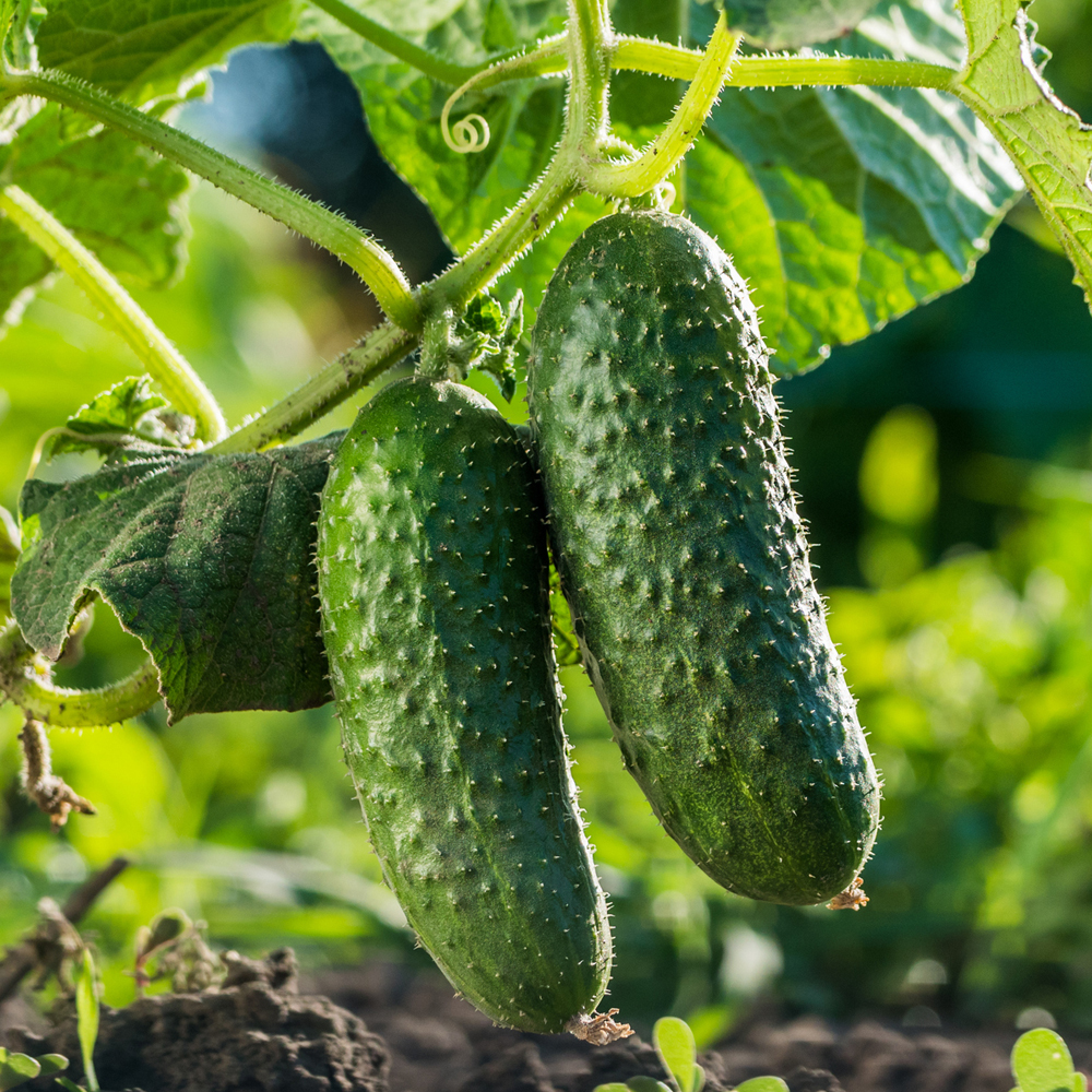 Cucumber – Marketmore 76 (8-10 Seeds)