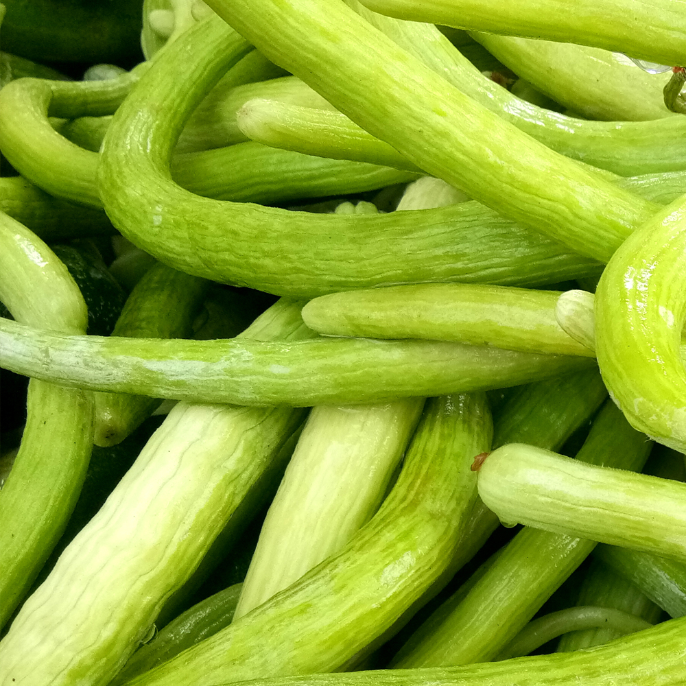 Cucumber – Metki Pale Green Armenian Yard-Long (8-10 Seeds)