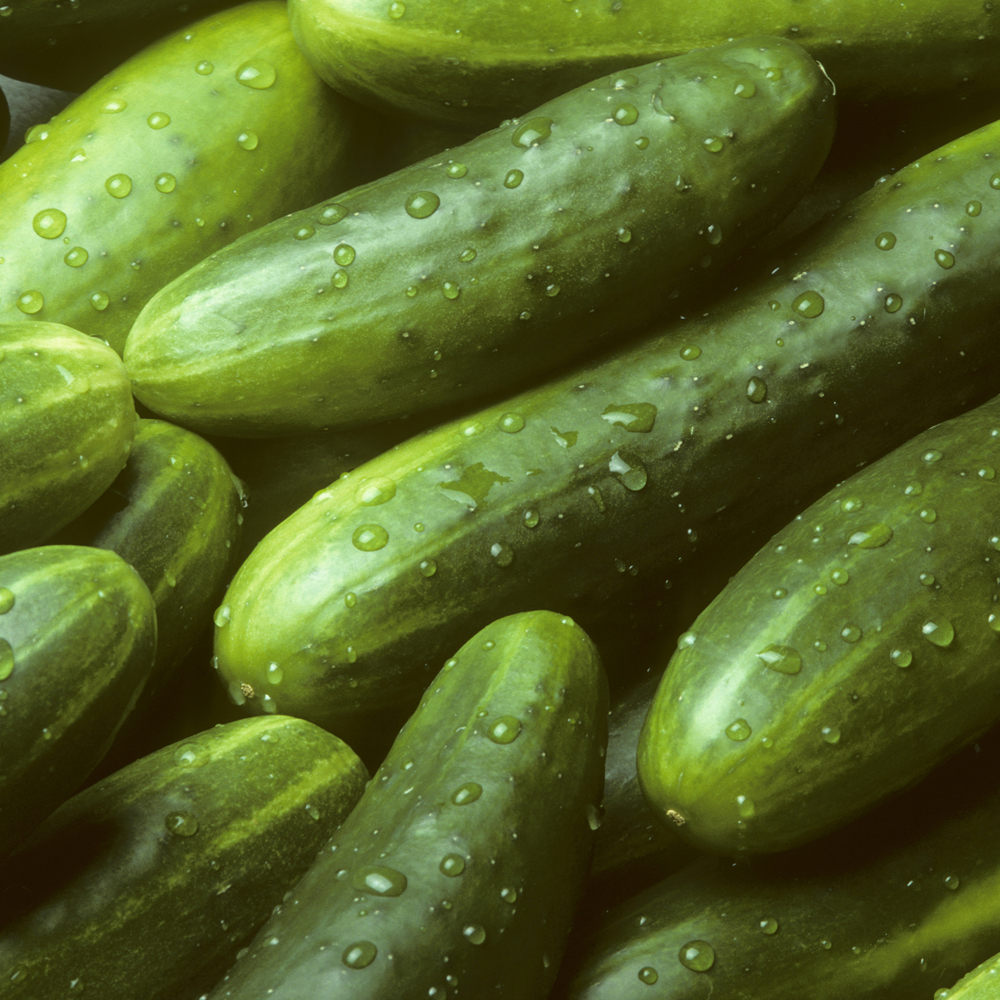 Cucumber – Muncher (8-10 Seeds)