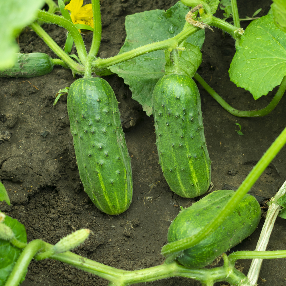 Container Vegetables