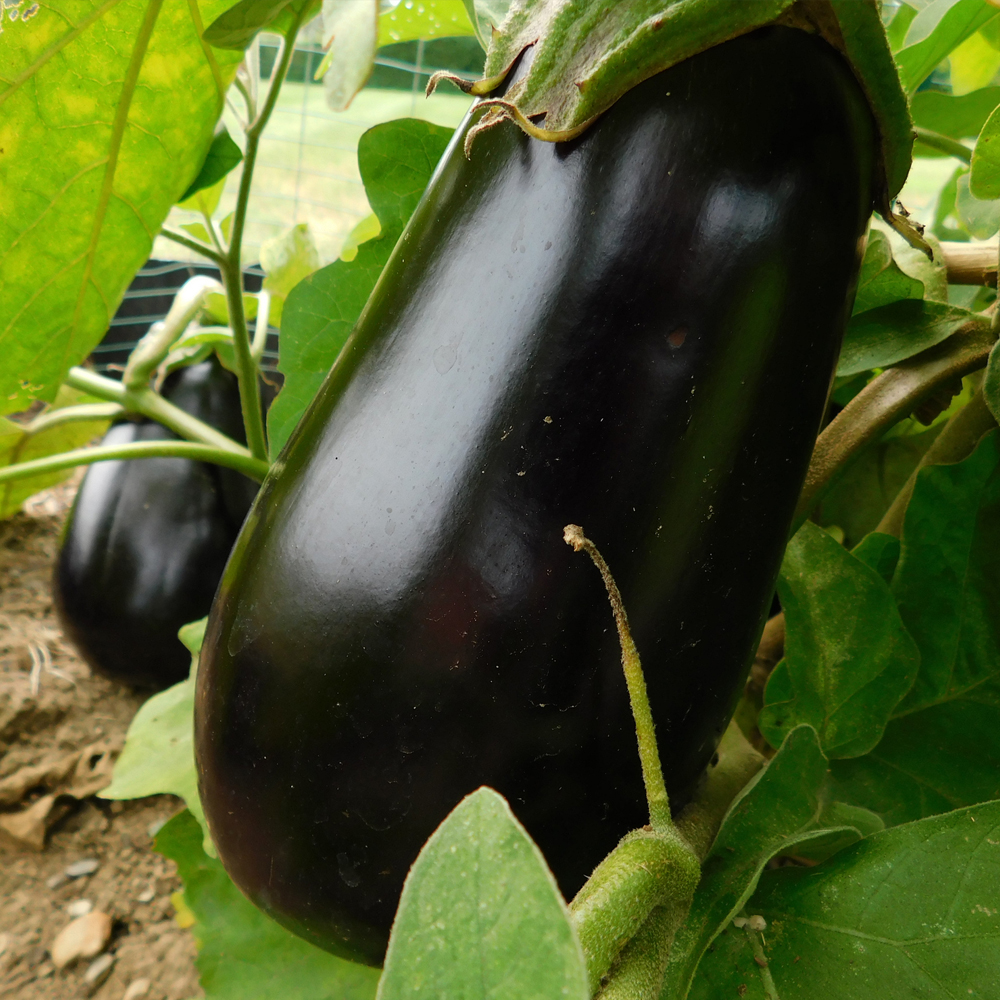 Eggplant – Black Beauty (20-30 Seeds)