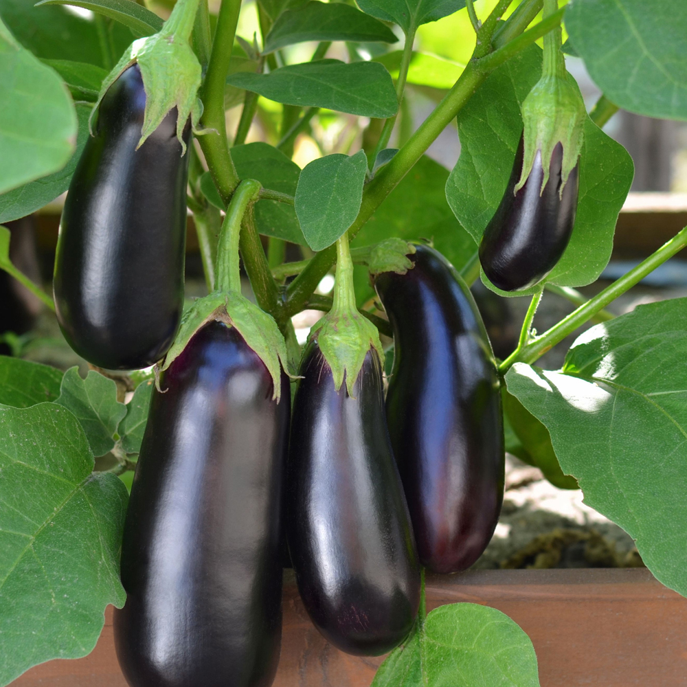 Eggplant – Long Purple (20-30 Seeds)
